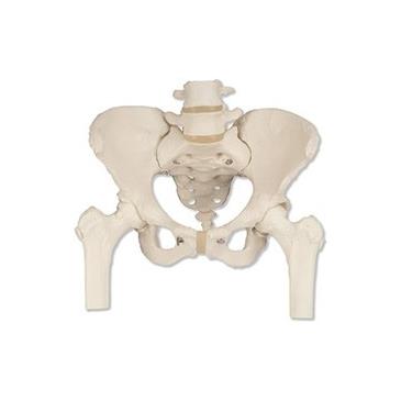 ESQUELETO DE LA PELVIS, FEMENINO,