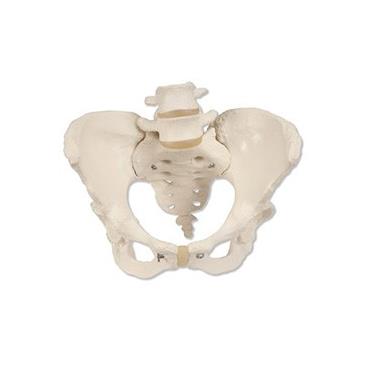 ESQUELETO DE LA PELVIS, FEMENINO.