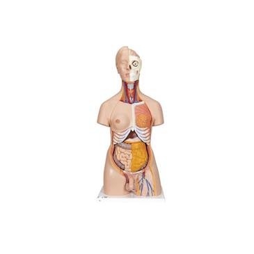 Torso de lujo de doble sexo, 20 partes