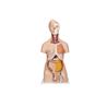Torso de lujo de doble sexo, 20 partes
