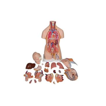 Torso de lujo de doble sexo, 20 partes