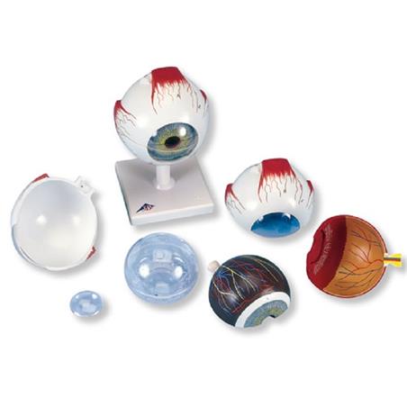 OJO 5 VECES SU TAMAÑO NATURAL. OJO 5 VECES SU TAMAÑO NATURAL.