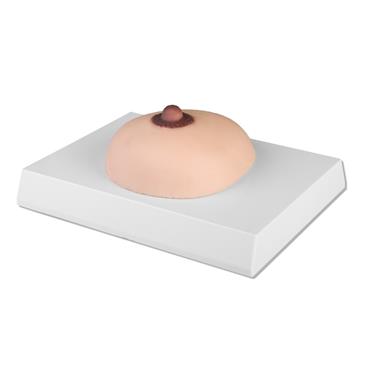 Modelo de palpación de cáncer de mama