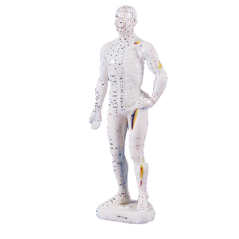 Figura masculina de acupuntura china. Tamaño 26 cm
