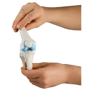 Modelo de rodilla