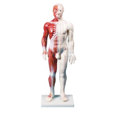 Figura masculina de acupuntura china y musculatura. Tamaño 60 cm