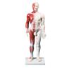 Figura masculina de acupuntura china y musculatura. Tamaño 60 cm