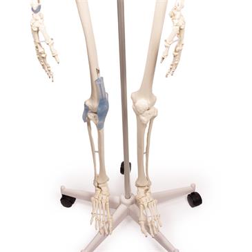 Esqueleto “Otto” con ligamentos
