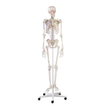 Esqueleto “Arnold” con marcas musculares