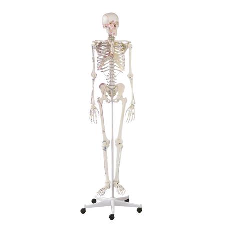 Esqueleto “Arnold” con marcas musculares Esqueleto “Arnold” con marcas musculares