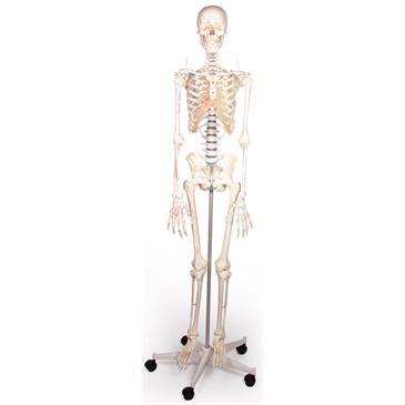 Esqueleto “Arnold” con marcas musculares