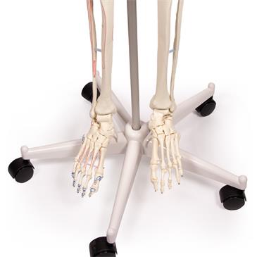 Esqueleto “Arnold” con marcas musculares