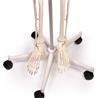 Esqueleto “Arnold” con marcas musculares