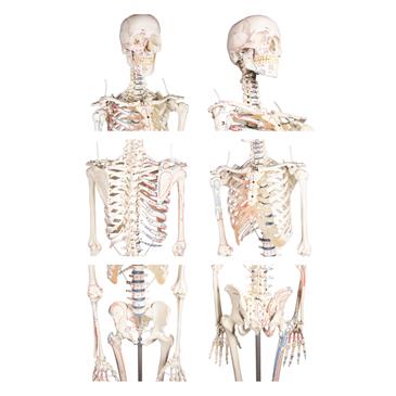 Esqueleto “Arnold” con marcas musculares