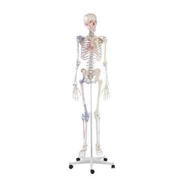 Esqueleto “Bert” con marcas musculares y ligamentos