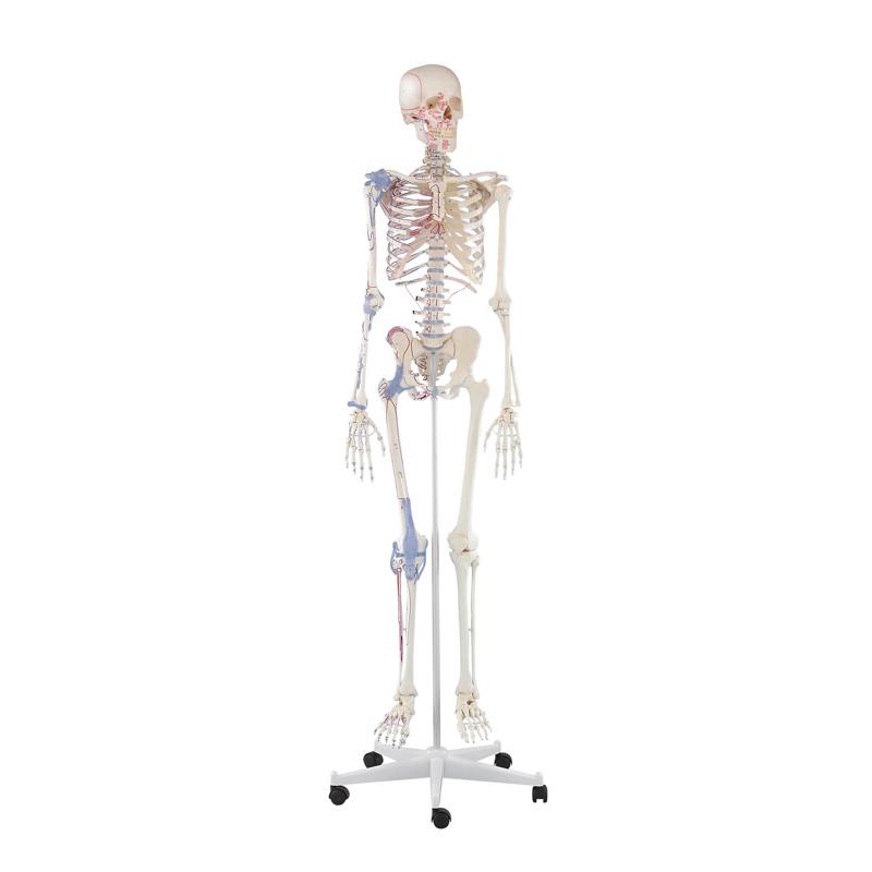 Esqueleto “Bert” con marcas musculares y ligamentos