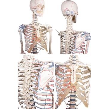 Esqueleto “Bert” con marcas musculares y ligamentos