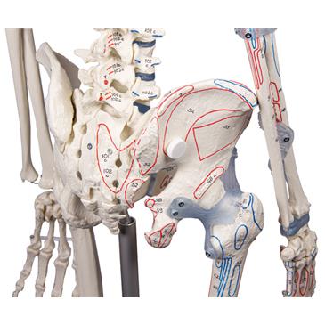 Esqueleto “Bert” con marcas musculares y ligamentos