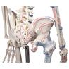 Esqueleto “Bert” con marcas musculares y ligamentos