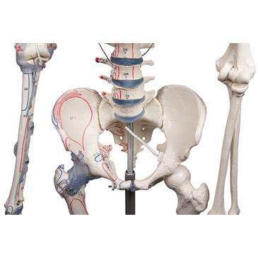 Esqueleto “Bert” con marcas musculares y ligamentos