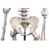 Esqueleto “Bert” con marcas musculares y ligamentos