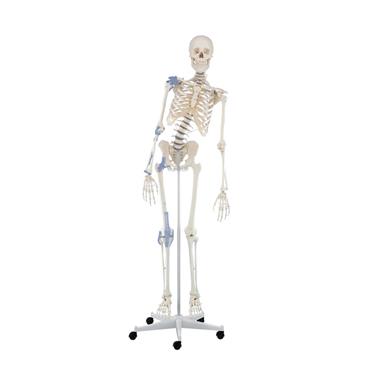 Esqueleto “Toni” con columna vertebral y ligamentos articulados