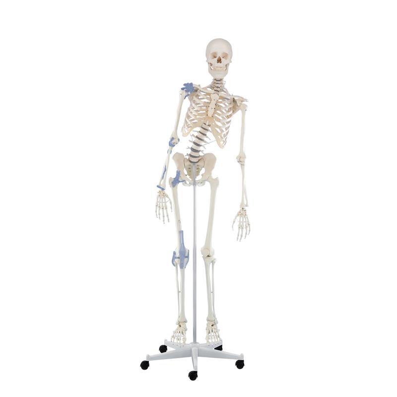 Esqueleto “Toni” con columna vertebral y ligamentos articulados