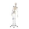Esqueleto “Toni” con columna vertebral y ligamentos articulados