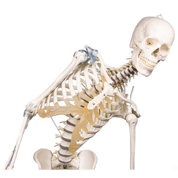 Esqueleto “Toni” con columna vertebral y ligamentos articulados