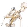 Esqueleto “Toni” con columna vertebral y ligamentos articulados