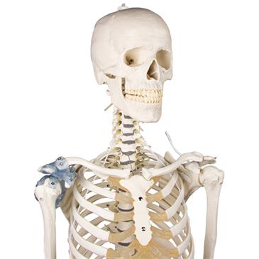 Esqueleto “Toni” con columna vertebral y ligamentos articulados