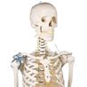 Esqueleto “Toni” con columna vertebral y ligamentos articulados