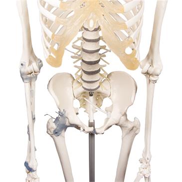 Esqueleto “Toni” con columna vertebral y ligamentos articulados