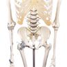Esqueleto “Toni” con columna vertebral y ligamentos articulados