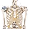 Esqueleto “Toni” con columna vertebral y ligamentos articulados