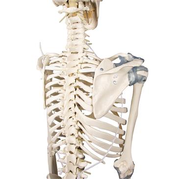 Esqueleto “Toni” con columna vertebral y ligamentos articulados