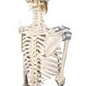 Esqueleto “Toni” con columna vertebral y ligamentos articulados