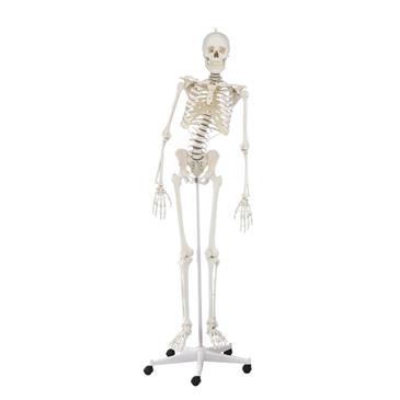 Esqueleto “Hugo” con columna vertebral articulada