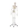 Esqueleto “Hugo” con columna vertebral articulada