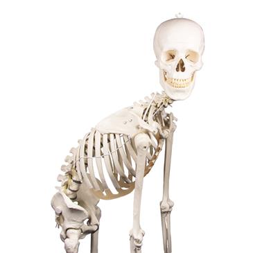 Esqueleto “Hugo” con columna vertebral articulada