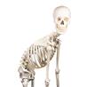 Esqueleto “Hugo” con columna vertebral articulada