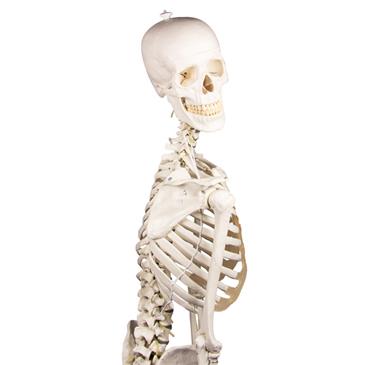 Esqueleto “Hugo” con columna vertebral articulada