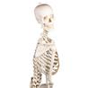 Esqueleto “Hugo” con columna vertebral articulada