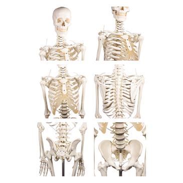 Esqueleto “Hugo” con columna vertebral articulada