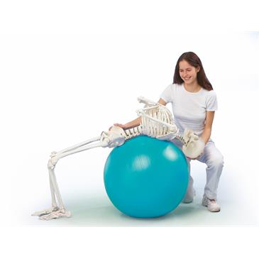 Esqueleto “Hugo” con columna vertebral articulada