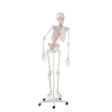 Esqueleto “Peter” con columna vertebral articulada y marcas musculares