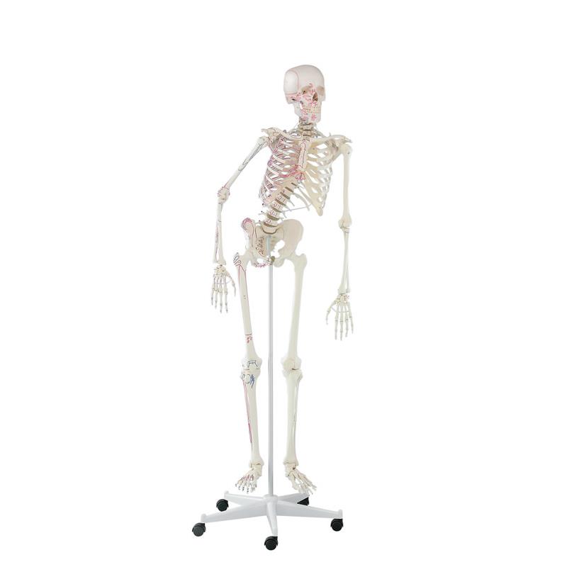 Esqueleto “Peter” con columna vertebral articulada y marcas musculares