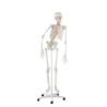 Esqueleto “Peter” con columna vertebral articulada y marcas musculares