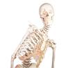 Esqueleto “Peter” con columna vertebral articulada y marcas musculares
