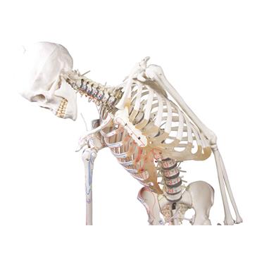 Esqueleto “Peter” con columna vertebral articulada y marcas musculares